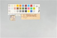 五色鳥藏品圖，第11張